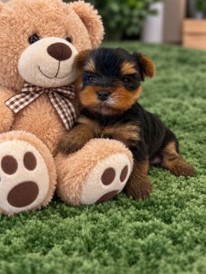 Les chiots de Yorkshire Terrier