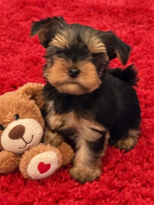 Les chiots de Yorkshire Terrier