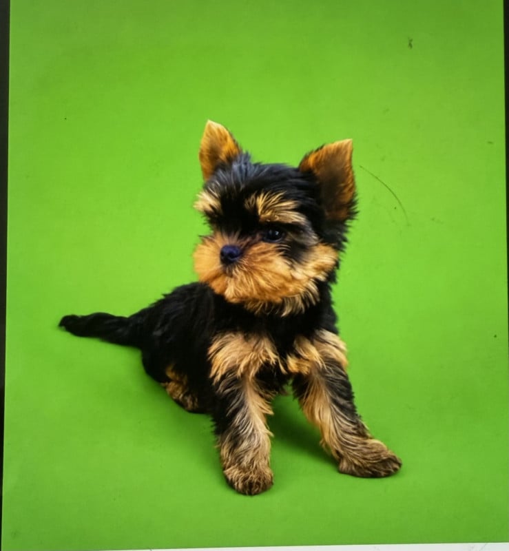 Yorkshire Terrier - Very Castel D'Argent