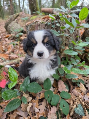 Les chiots de Berger Américain Miniature 