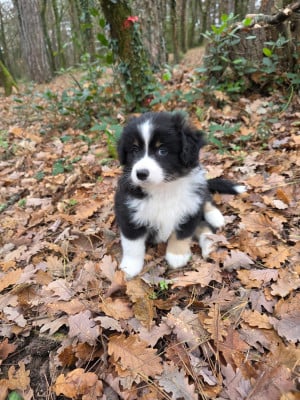 Berger Américain Miniature 