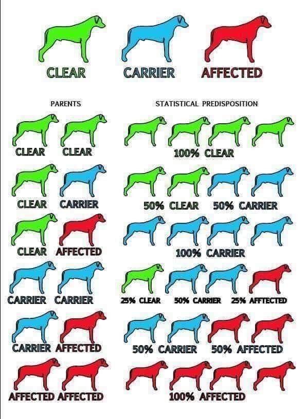 Accueil Elevage Des Coteaux D'Occitanie eleveur de chiens Mini