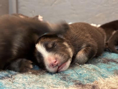 Les chiots de Chien finnois de Laponie