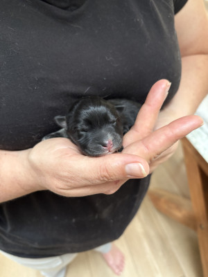Les chiots de Chien finnois de Laponie