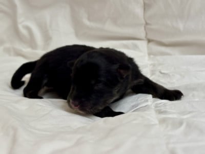 Les chiots de Chien finnois de Laponie