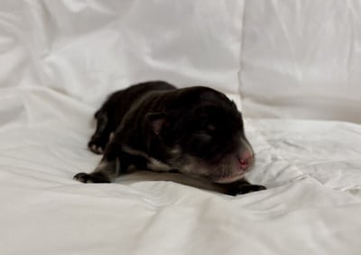 Les chiots de Chien finnois de Laponie