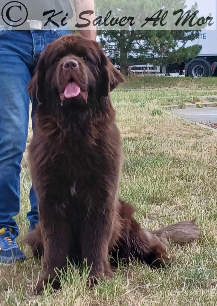CH. Symphonie d'amour Ki Salver Al Mor - 1 ère EXCELLENT et CONFIRMEE Classe intermédiaire femelle