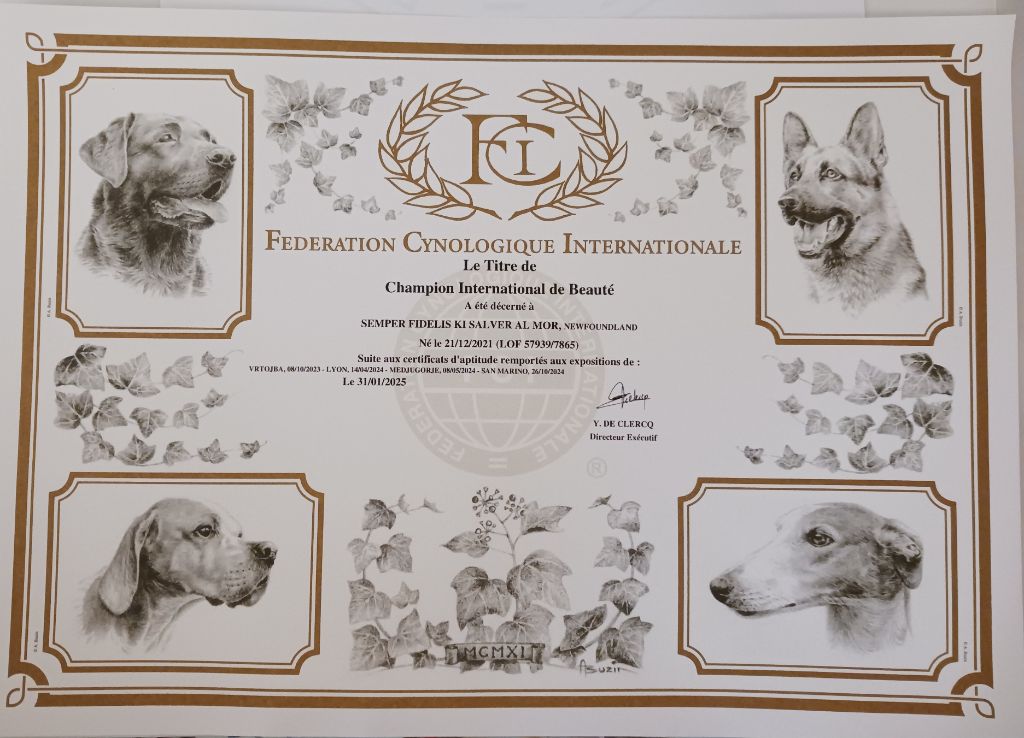 CH. Semper fidelis Ki Salver Al Mor - CHAMPION INTERNATIONAL DE BEAUTE