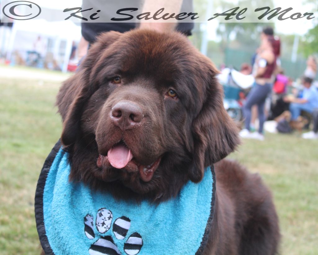 CH. Semper fidelis Ki Salver Al Mor - 2 ème EXCELLENT. Classe Intermédiaire Male