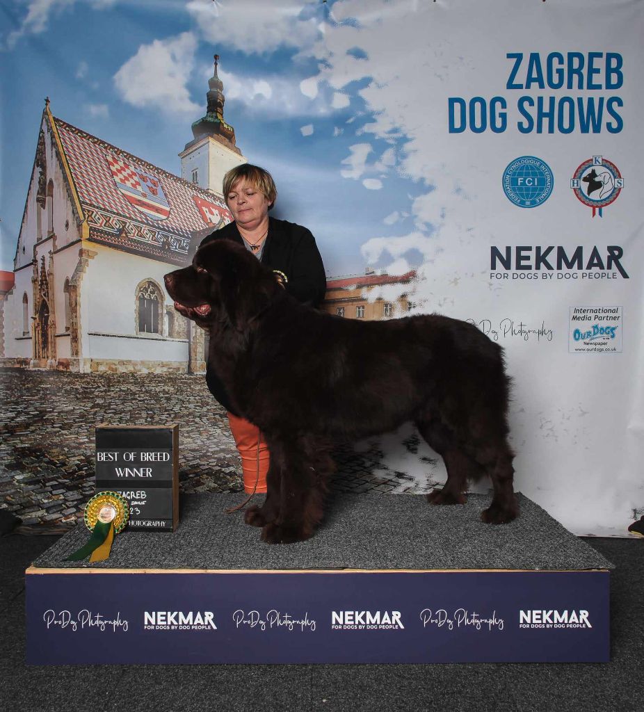 CH. Semper fidelis Ki Salver Al Mor - 1er EXCELLENT, C.A.C, Meilleur mâle et B.O.B Classe Intermédiaire Mâle.