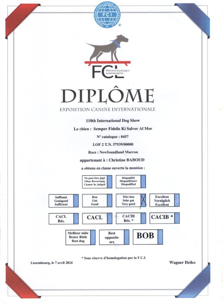 CH. Semper fidelis Ki Salver Al Mor - 3 eme Très Bon Classe ouverte mâle