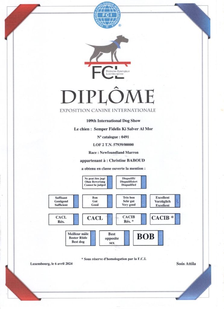 CH. Semper fidelis Ki Salver Al Mor - 3 ème EXCELLENT Classe ouverte mâle