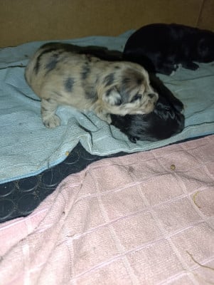 Les chiots de Berger des Pyrenees à poil long