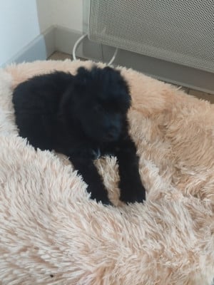 Les chiots de Berger des Pyrenees à poil long