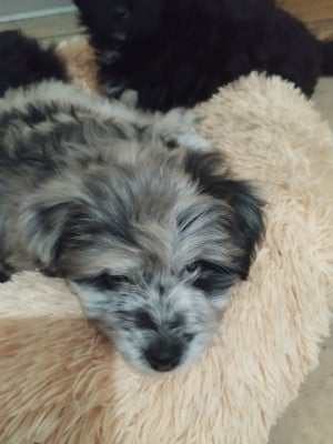 Les chiots de Berger des Pyrenees à poil long