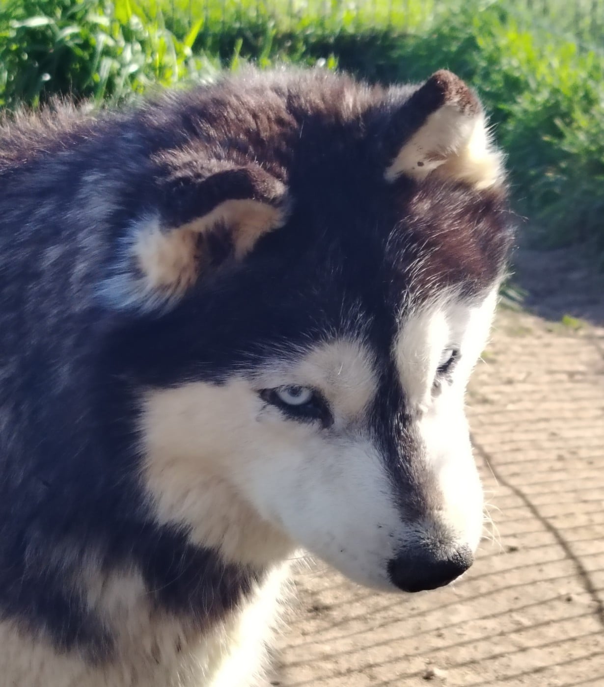 Out-of Control "OTAKE" des reves de neige