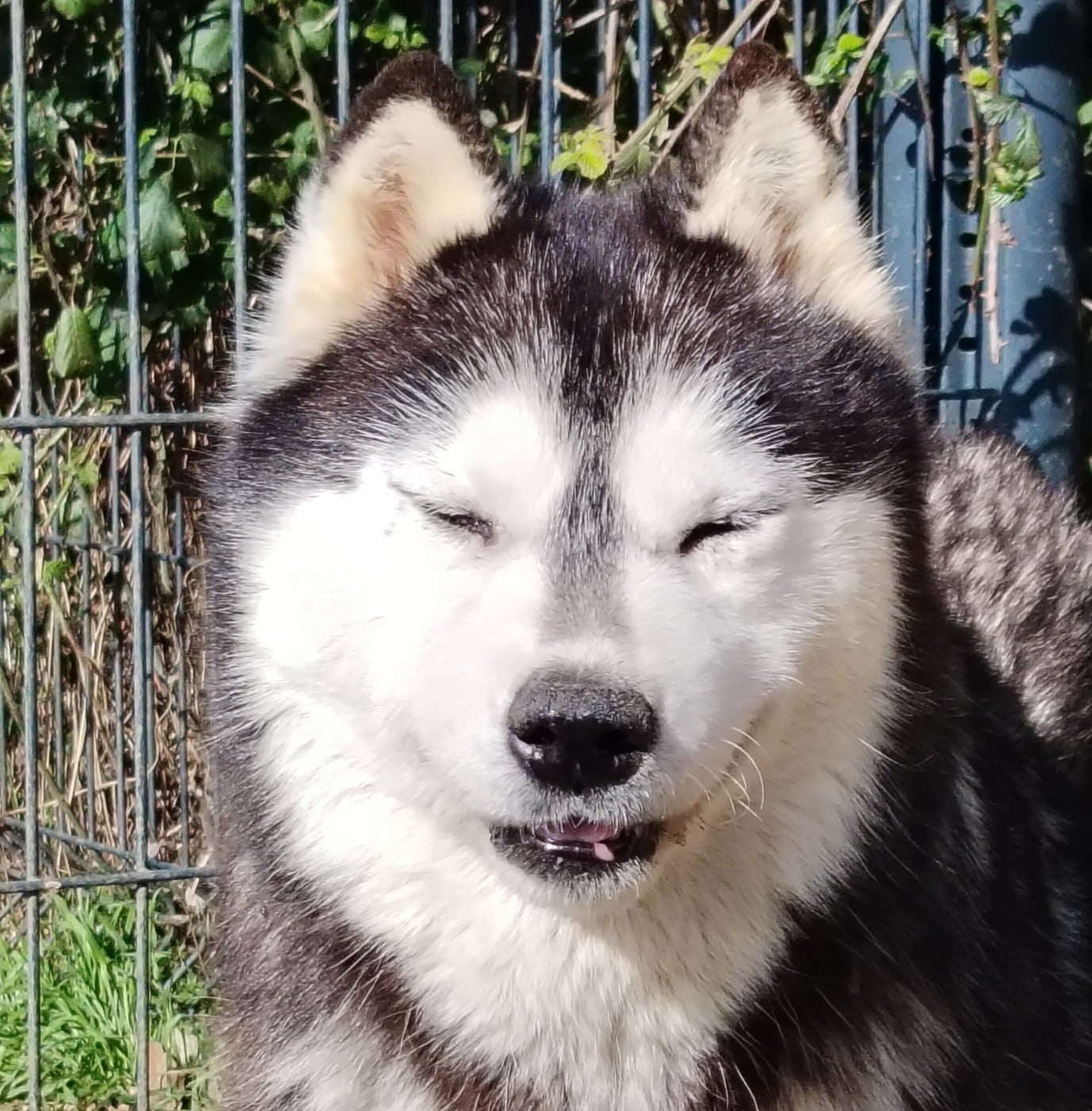 Out-of Control "OTAKE" des reves de neige