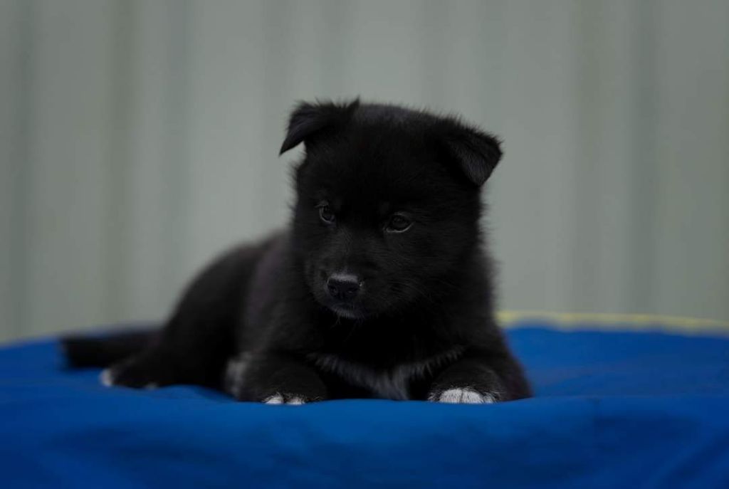 Publication : Of Legendary's Reborn