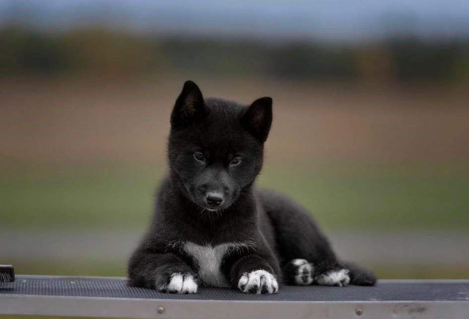 Publication : Of Legendary's Reborn