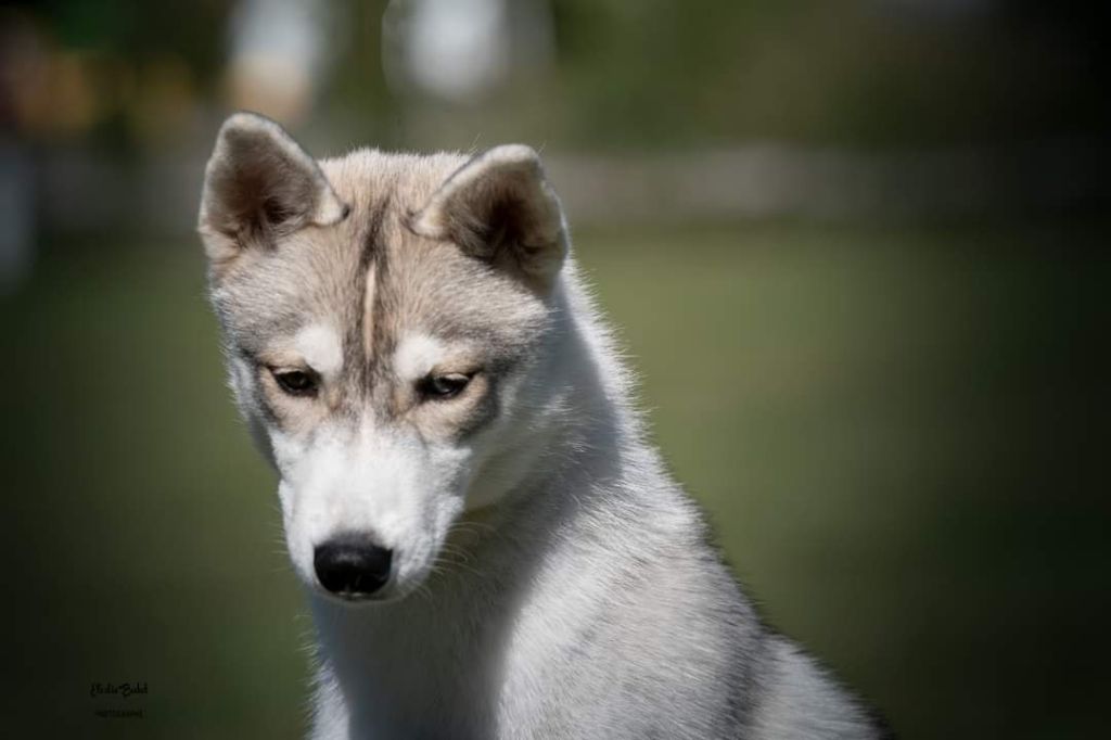 Publication : Of Legendary's Reborn