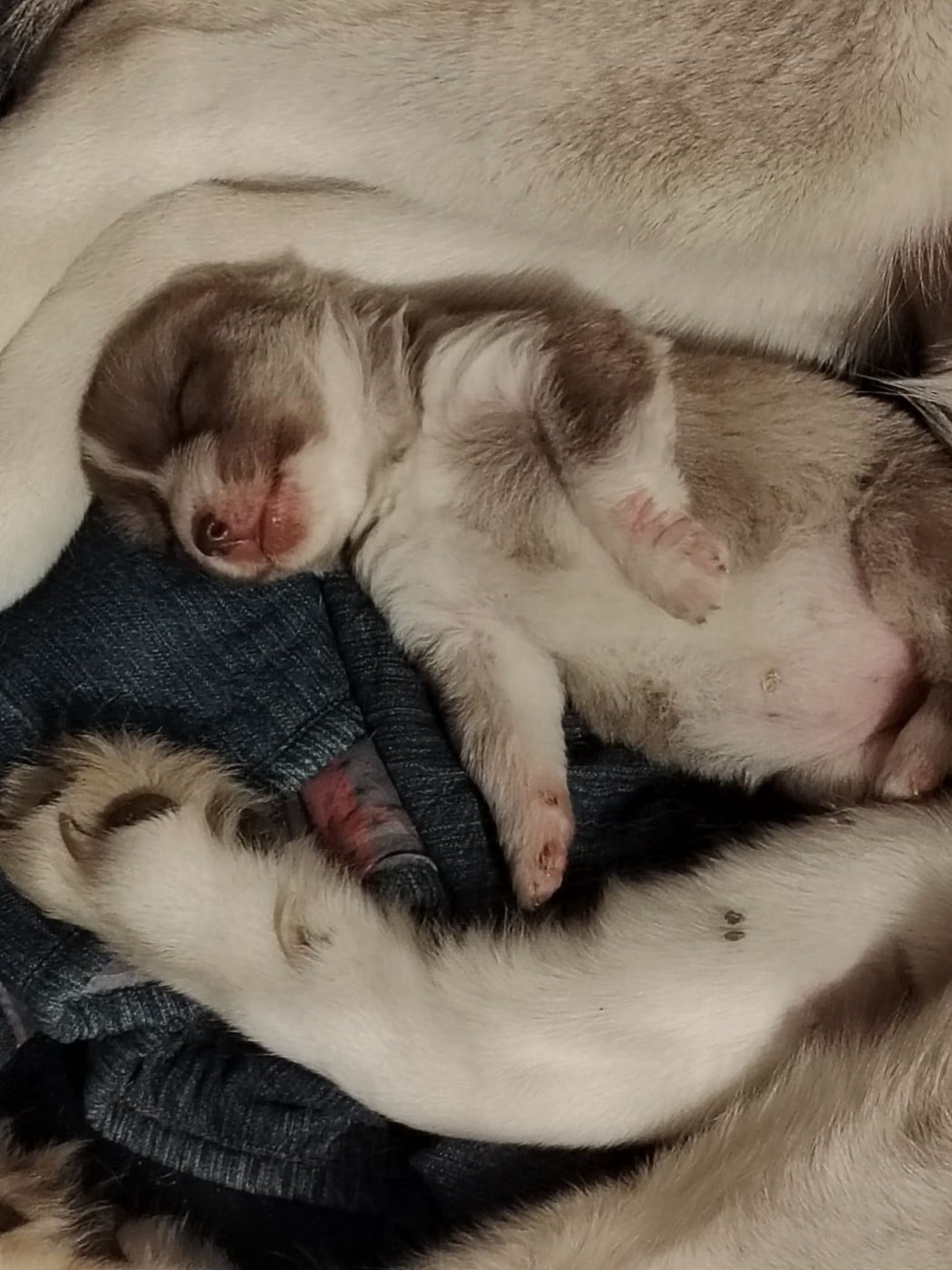 Belinda - Born 2 Be Alive - Siberian Husky