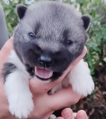 Brunhild - Be Revenge of Rumors - Siberian Husky