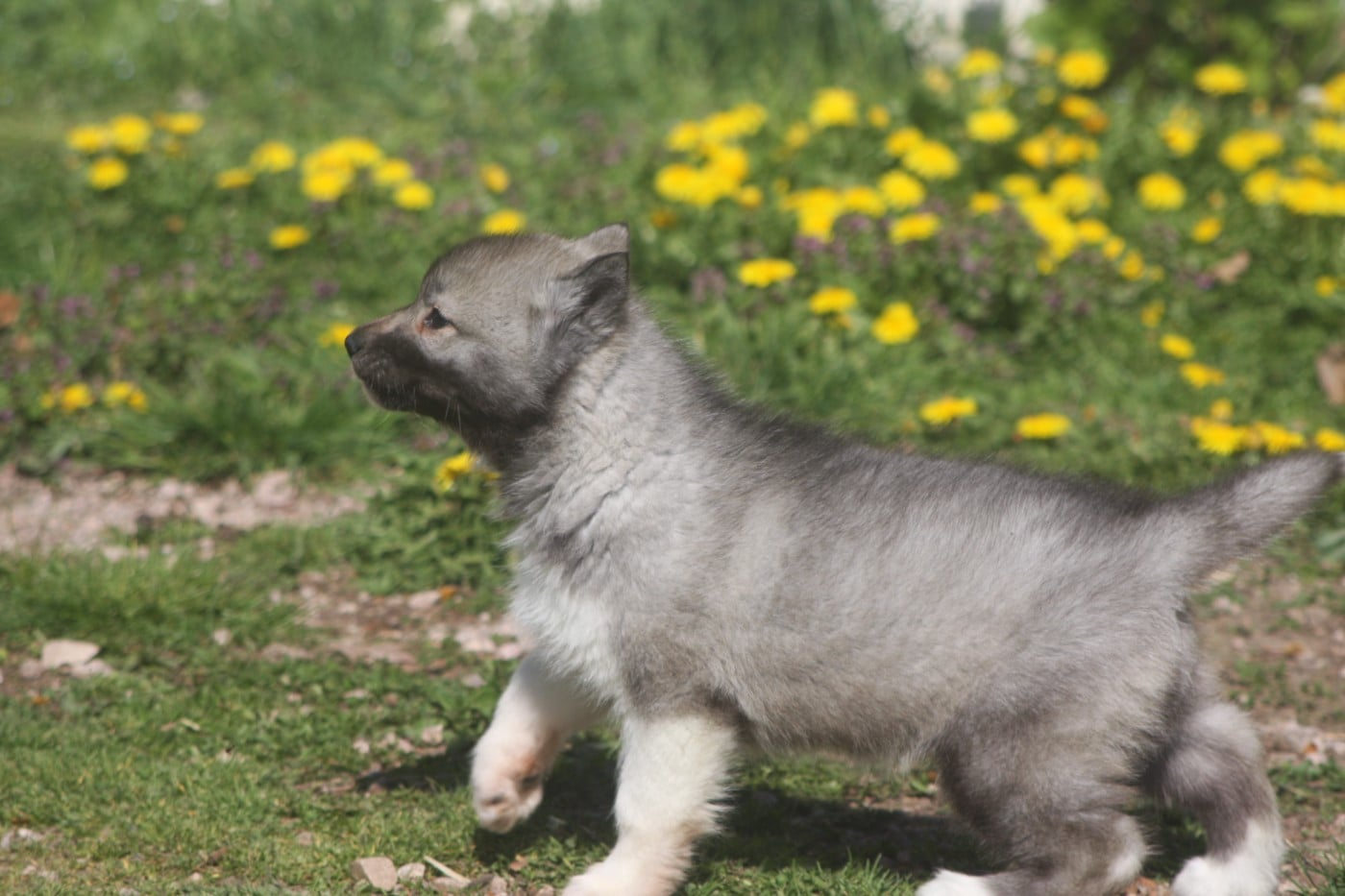 Brunhild - Be Revenge of Rumors