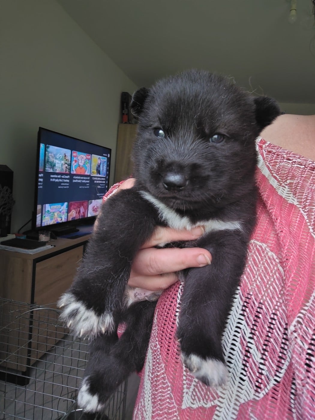 Belzébuth - Siberian Husky