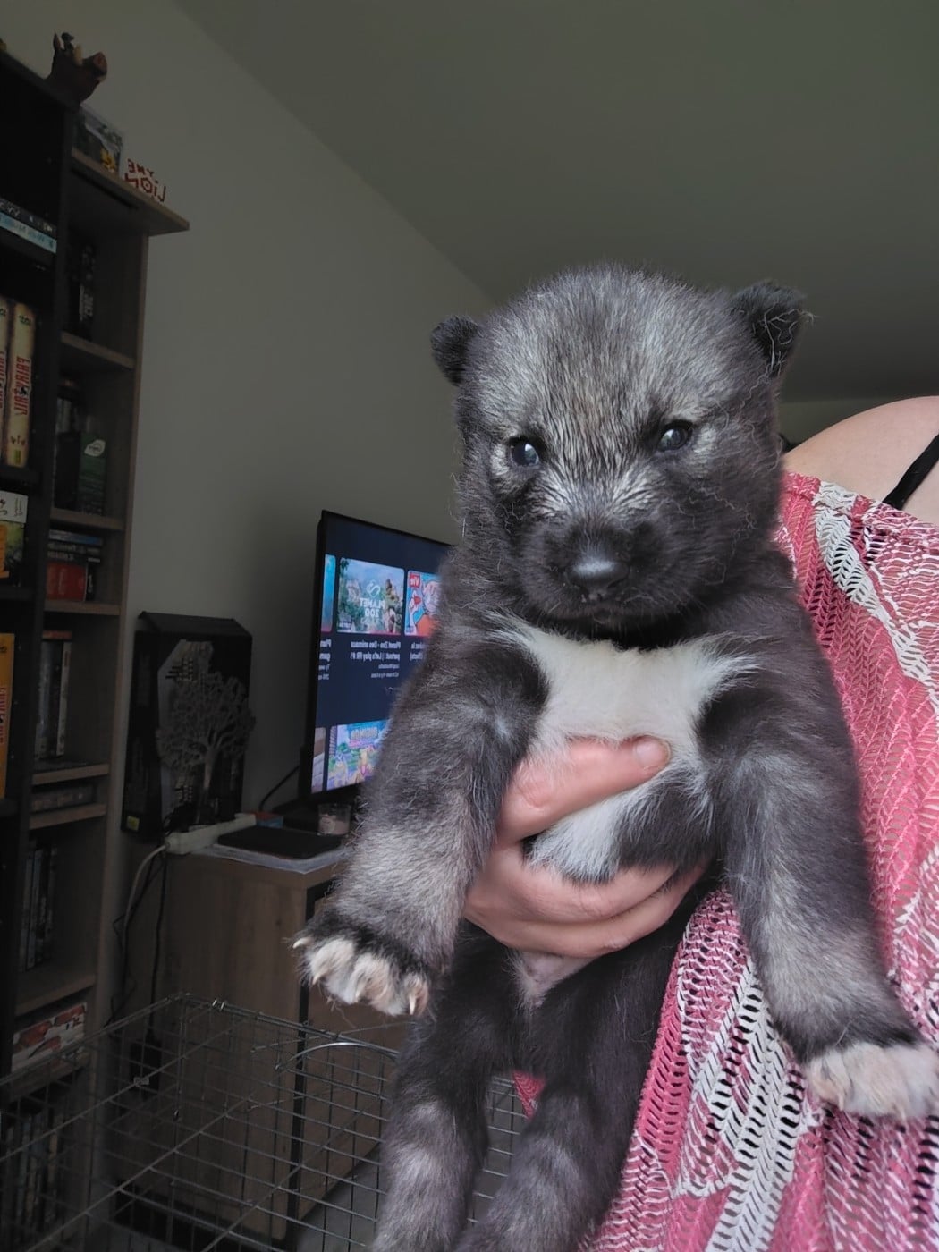 Blasphemy - Siberian Husky