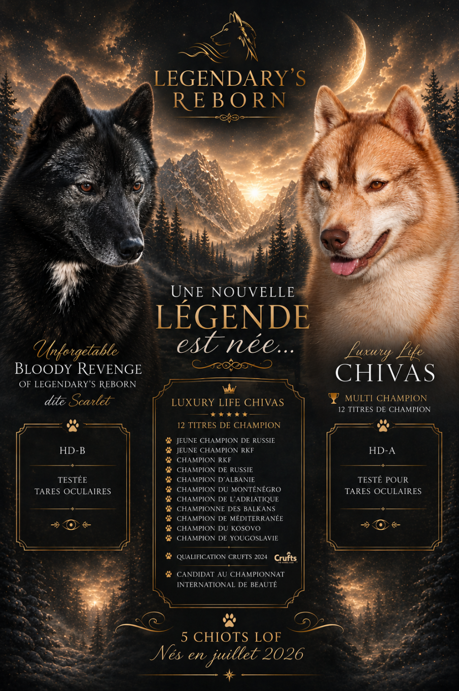 Mâle Chocolat + Écharpe - Siberian Husky