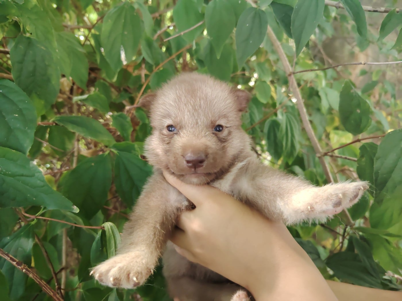 Bring on the Cuddles - Siberian Husky