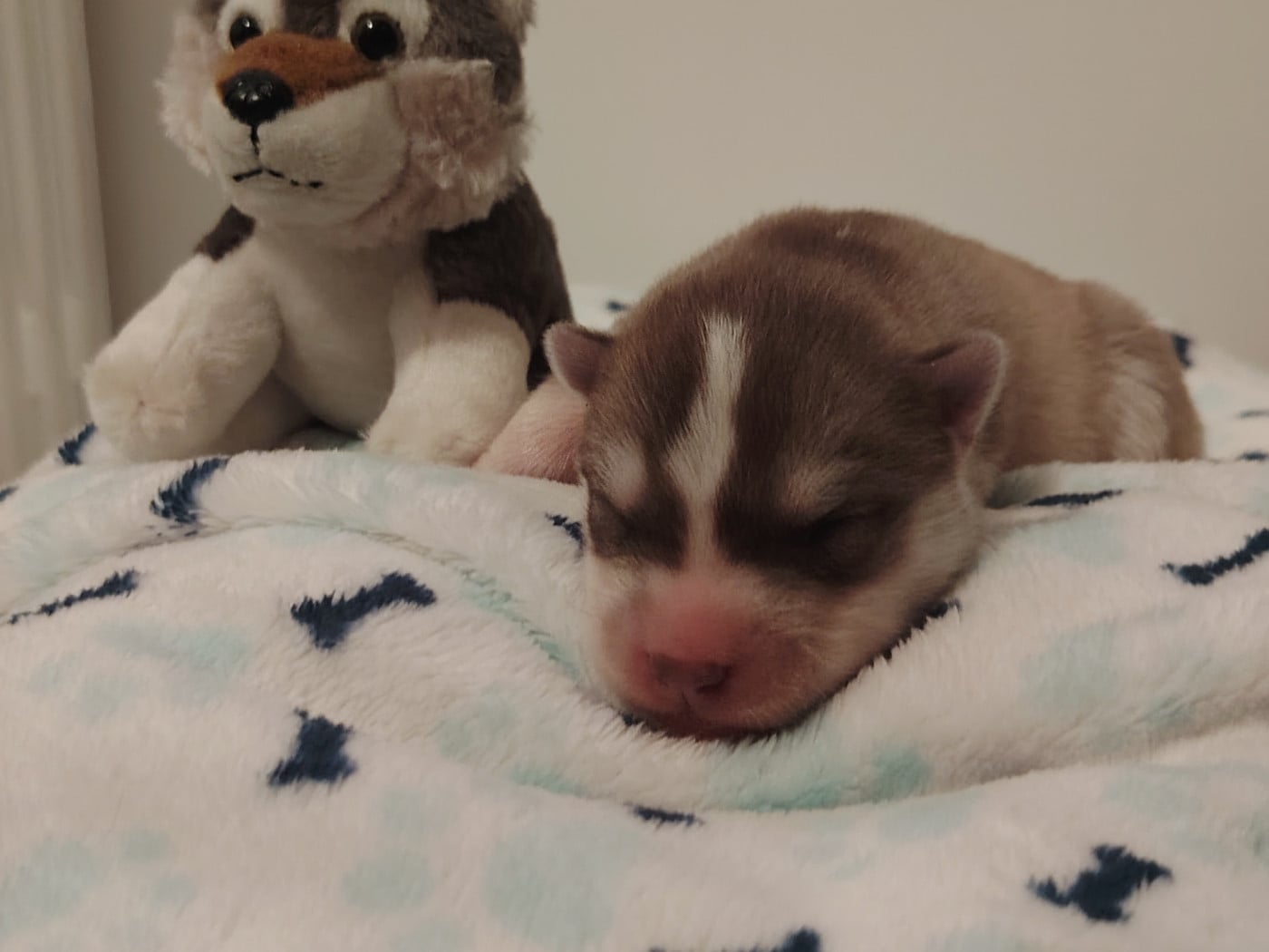 Femelle Chocolat - Siberian Husky