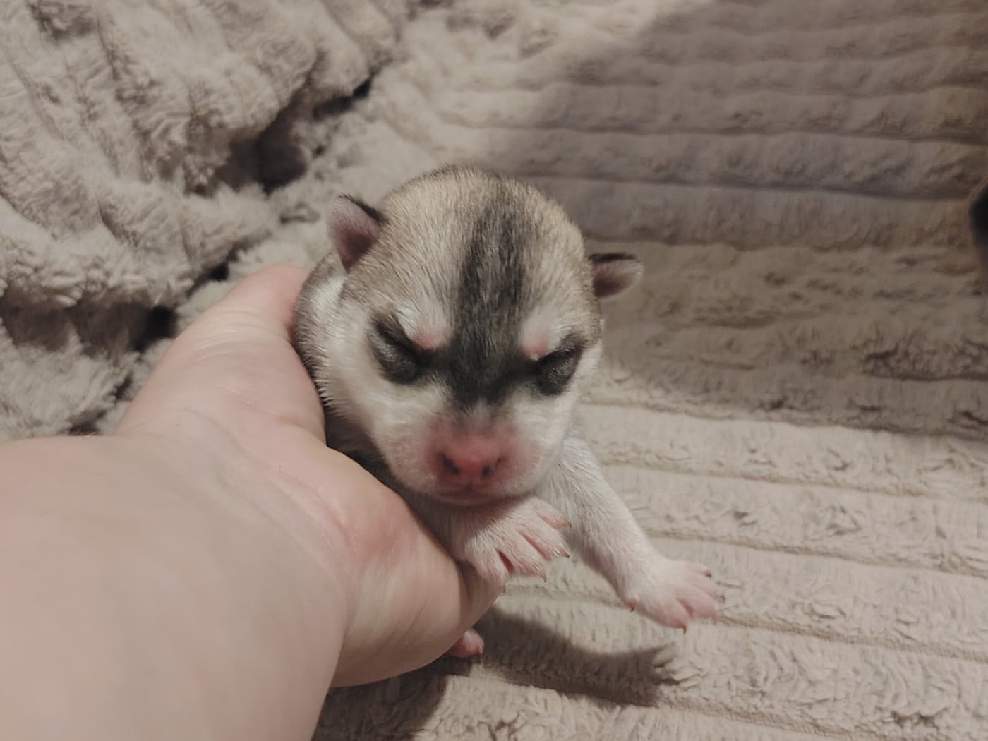 Femelle Grise - Siberian Husky