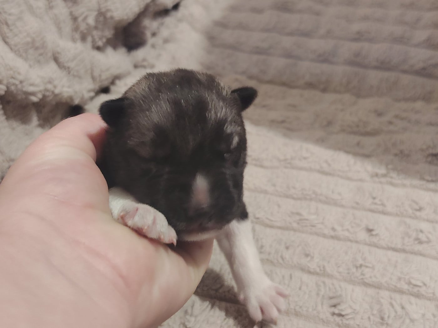 Femelle Gris Loup Agouti - Siberian Husky