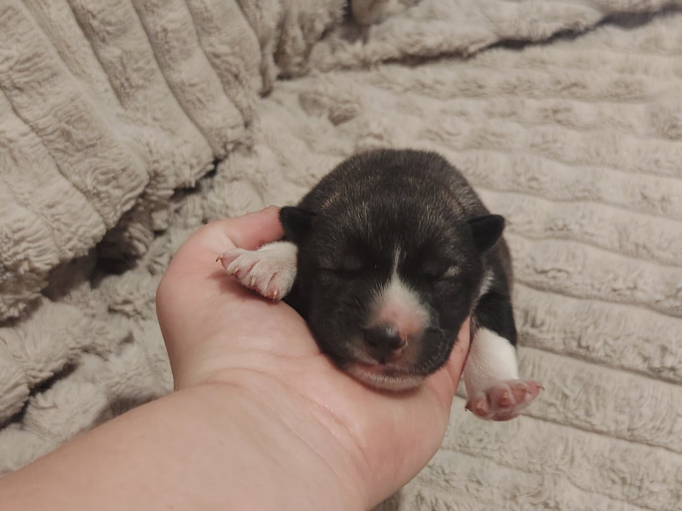 Mâle Gris Loup Agouti - Siberian Husky