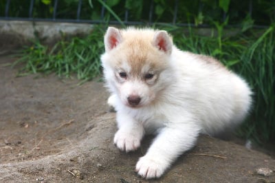 Les chiots de Siberian Husky