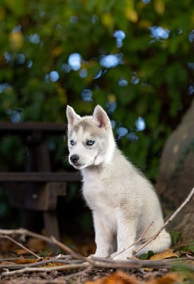 Les chiots de Siberian Husky