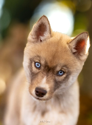Les chiots de Siberian Husky