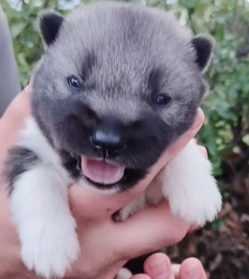 Les chiots de Siberian Husky