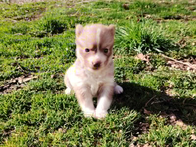 Les chiots de Siberian Husky