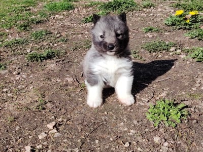 Les chiots de Siberian Husky