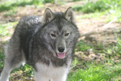 Les chiots de Siberian Husky
