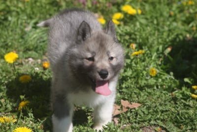 Les chiots de Siberian Husky