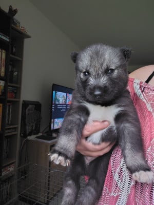 Les chiots de Siberian Husky