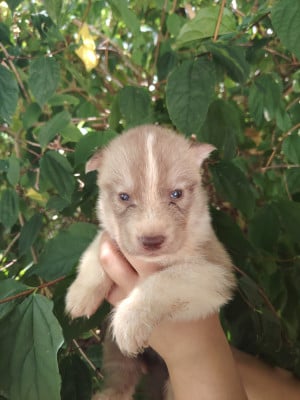 Les chiots de Siberian Husky