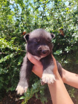Les chiots de Siberian Husky