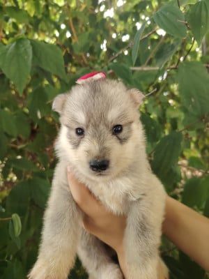 Les chiots de Siberian Husky