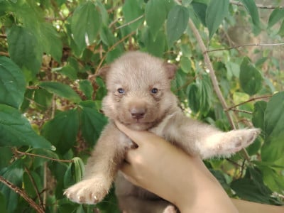 Les chiots de Siberian Husky