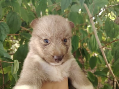 Les chiots de Siberian Husky