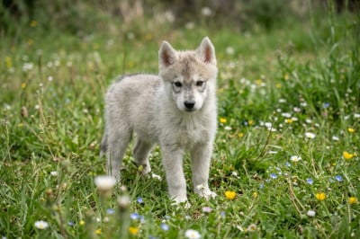 Les chiots de Siberian Husky